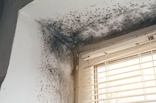 Affordable Crawl Space Mold Removal solutions in Fort Belvoir, VA